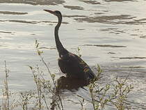 An der Elbe in Bad Schandau ein Reiher bei der Erholung am 09. Oktober 2021