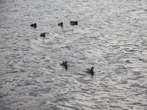 Eine Gruppe von Enten auf den  Scharmtzelsee  in Bad Saarow am 06. November 2011 .