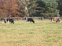Und das ist auch Berlin, hier an der Wa�mansdorfer Chaussee sieht man im Herbst immer wieder die Tiere von einem Milchhof hier in Berlin Rudow. Gesehen 10. November 2021.