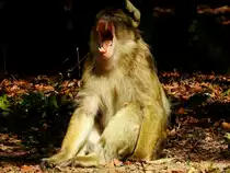 Berberaffe (Macaca-sylvanus), hier h�tte wohl jeder Zahnarzt seine Freude mit dem Satz  Mund weit aufmachen , so gesehen im Affenberg-Salem; 180906