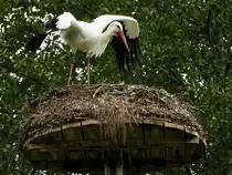 Wei�storch(Ciconia ciconia) hat soeben eine Punktlandung auf seinem Nest im Affenberg-Salem hingelegt; 180906