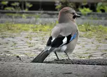 EICHELH�HER AUF AUSFLUG
Vom nahen Waldgebiet hatte der Eichelh�her einen Ausflug zum Bahngel�nde der Siegstrecke unternommen....11.10.21