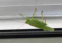 Gro�es Heupferd h�ngt am Rolladenkasten - 25.08.2021