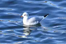 M�we schwimmt im Rhein bei Remagen - 09.11.2021