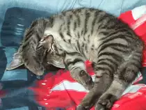 So schl�ft Kater Whisky am Liebsten - auch heute noch - 16.06.2007