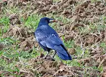 Rabenkr�he auf einer Wiese bei Euskirchen - 04.11.2021
