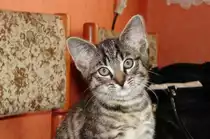 Warum hast Du so gro�e Ohren ?? - Damit ich besser h�ren sollte !! -04.07.2007