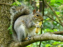 Ein Eichhrnchen (Sciurus) bei der Futteraufnahme. Gesehen im Mai 2016 im Hausgarten in Nordhorn.