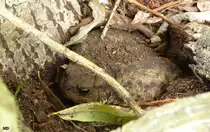 Dicht am Boden, leicht �bersehbar, sa� diese Erdkr�te (Bufo bufo). Gesehen im August 2017 im Zoo Dortmund.
