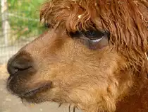 Nahaufnahme eines im Tierpark Nordhorn lebenden Lama (Lama guanicoe f. glama). Aufgenommen im Nov.2012