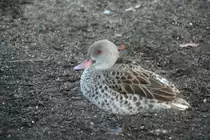 Eine Kapente (Anas Capensis) beim Ausruhen am 7.12.2009 im Zoo Dresden.