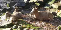 Diese Sibirischen Steinb�cke (Capra ibex sibirica) leben in einer Geierfelsen-Anlage im Tierpark Nordhorn. Eine Aufnahme vom Dezember 2019.