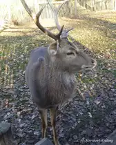 Dieser aus dem n�rdlichen Vietnam stammende Vietnam-Sikahirsch (Cervus nippon pseudaxis) ist zu sehen im Tierpark Nordhorn. Gesehen am 4.Dez.2019.