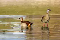 Zwei Nilg�nse im Inselsee im Rosensteinpark in Stuttgart am 13.01.2022. 