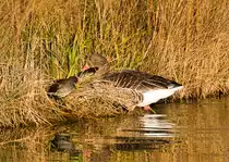 Graugans verl�sst den Inselsee, w�hrend ein Bl�sshuhn sich den Eintritt erst �berlegt. 