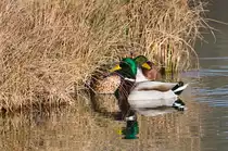 Ententrio (Zwei Erpel, eine Entendame) am 13.01.2022 im Inselsee im Stuttgarter Rosensteinpark. 