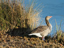 Graugans am Ufer des Inselsees am 13.01.2022 im Stuttgarter Rosensteinpark. 