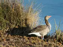 Graugans am Ufer des Inselsees am 13.01.2022 im Stuttgarter Rosensteinpark. 