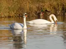 Zwei Schw�ne im Inselsee im Stuttgarter Rosensteinpark am 13.01.2022 