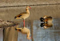Das Tele tuscht die Beobachtung des Gefiederreinigungsvorgangs durch die Artgenossin vor. Zwei Nilgnse am 13.01.2022 im Inselsee im Stuttgarter Rosensteinpark. 