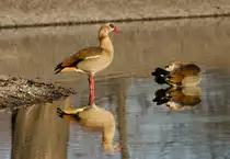 Das Tele t�uscht die Beobachtung des Gefiederreinigungsvorgangs durch die Artgenossin vor. Zwei Nilg�nse am 13.01.2022 im Inselsee im Stuttgarter Rosensteinpark. 