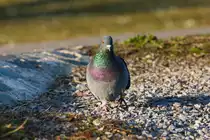 Vielfach vertreten sind Tauben in Gro�st�dten wie Stuttgart. Eine Ausnahme stellen h�ufig Parks dar, wo in der Regel Enten- und g�nsev�gel eine deutliche Mehrheit darstellen. Einsam dagegen spaziert, eine Taube in den Blick des Fotografen. Hier befinden wir uns im Stuttgarter Rosensteinpark am 13.01.2022. 