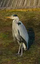 Wie eine kleine Statue harren die Fischreiher lange aus. Eine Zeit lang lassen sie sich nicht mal durch Paparazzis aus der Ruhe bringen. So gesehen am 13.01.2022 im Stuttgarter Rosensteinpark. 