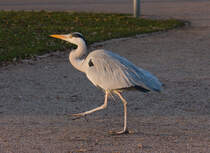  Jetzt hau ich doch ab  scheint er zu denken. Sie scheinen es echt zu merken, wenn man es fotografisch auf sie angesehen hat. So gesehen am 13.01.2022 im Stuttgarter Rosensteinpark. 