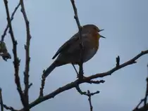 Rotkehlchen am 25.10.2020 in einem Kleingarten in HH-Horn (zur Verf�gung gestellt von Petra R�se) /