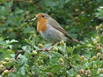 Rotkehlchen am 8.8.2021 in einem Kleingarten in HH-Horn (zur Verf�gung gestellt von Petra R�se) /