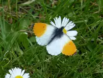 Schmetterling am 1.9.2021 in einem Kleingarten in HH-Horn (zur Verf�gung gestellt von Petra R�se) /
