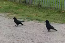 Kr�hen am 30.10.2021 beobachtet im Hamburger Stadtpark /