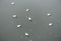 Mwenwasserballett am 30.10.2021 auf dem Stadtparksee in Hamburg Winterhude /