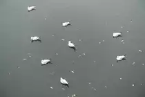 M�wenwasserballett am 30.10.2021 auf dem Stadtparksee in Hamburg Winterhude /