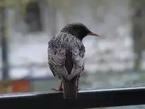 Star auf einer Balkonbr�stung am 18.3.2021 in Hamburg-Horn (zur Verf�gung gestellt von Petra R�se) /