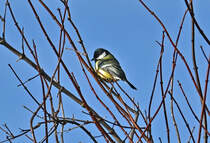 Kohlmeise im Gest eines Baumes im Garten - 23.12.2021