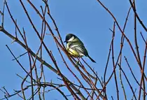Kohlmeise im Ge�st eines Baumes im Garten - 23.12.2021