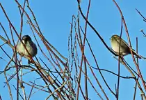 Spatzen im Ge�st im Garten - 27.12.2021