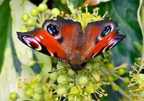 Tagpfauenauge mit dem Saugr�ssel in der Bl�te - 08.10.2021