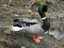 Bildsch�ne STOCKENTE bei der GEFIEDERPFLEGE
Am 3.2.22 in Haiger/Hessen.....