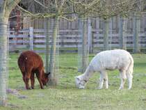 Alpacas in der Bauerschaft Vollenbrook bei Wettringen im Mnsterland, 07.02.2022