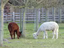 Alpacas in der Bauerschaft Vollenbrook bei Wettringen im M�nsterland, 07.02.2022