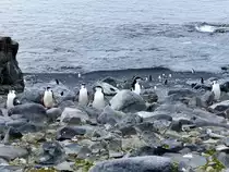 Eine Kolonie Z�gelpinguine ( Pygoscelis antarcticus ) auf Half Moon Island (South Shetland Islands-Antarktica) am 7.1.2022