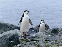 Zügelpinguine ( Pygoscelis antarctitus) auf Half Moon Island ( South Shetland Islands-Antarktica) am 7.1.2022