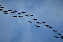 FRHJAHRS-RCKKEHR DER KRANICHE
Am 14.2.22 ber Siegen.....Kraniche  auf der Rckkehr vom Winterurlaub....Hab einen solch rasanten Kranichflug in Jahren noch nicht erlebt...
innerhalb 90 Minuten bestimmt 12 groe Schwrme,die die gute Westwind-Lage geschickt fr eine krfteschonende Rckkehr Richtung Nordost ausnutzten,ohne die
sonst bliche Auflsung und Neuformation des Verbandes....Ich denke mal,die wissen,was wettermig in den nchsten Tagen  abgehen wird....