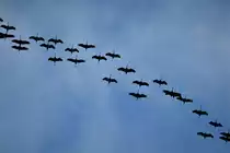 FR�HJAHRS-R�CKKEHR DER KRANICHE
Am 14.2.22 �ber Siegen.....Kraniche  auf der R�ckkehr vom Winterurlaub....Hab einen solch rasanten Kranichflug in Jahren noch nicht erlebt...
innerhalb 90 Minuten bestimmt 12 gro�e Schw�rme,die die gute Westwind-Lage geschickt f�r eine kr�fteschonende R�ckkehr Richtung Nordost ausnutzten,ohne die
sonst �bliche Aufl�sung und Neuformation des Verbandes....Ich denke mal,die wissen,was wetterm��ig in den n�chsten Tagen  abgehen wird....