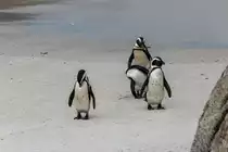 3 Pinguine im August 2018 an der K�ste von S�dafrika