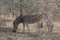 Ein Zebra beim Grasen im Augst 2018 in Kr�ger Nationalpark