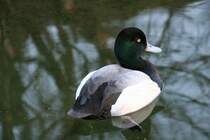 Eine Bergente (Aythya marila), eine Tauchentenart, die aus der subarktischen Zone stammt. Zoo Dresden am 7.12.2009.