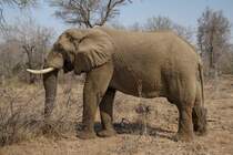ein Afrikanischer Elefant im August 2018 in Krger Nationalpark